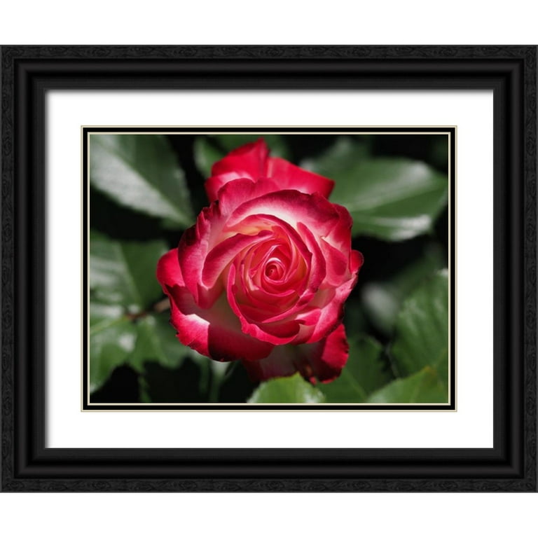 ボニン、スザンヌ 14x12 ブラックオーナメントウッドフレーム ダブルマット付き ミュージアムアートプリント 『Frozen Bubble』 - 3